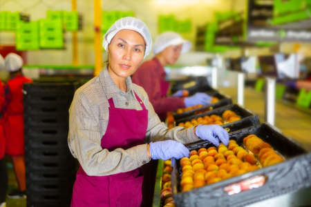 Woman sorts fresh peaches on fruit packing lineの写真素材