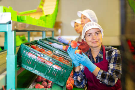 Three women working in sorting roomの写真素材