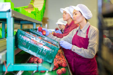 Women workers soring peachesの写真素材