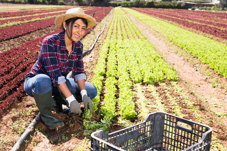 Latin american female worker harvesting green lettuceの写真素材