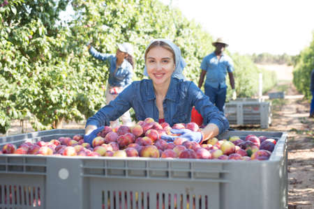 Female gardener posing near big crate with plumsの写真素材