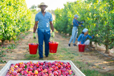 Freshly harvested plums in crate in orchardの写真素材