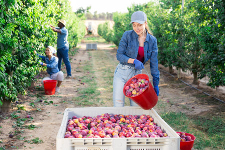 Female worker harvest ripe plums in big box