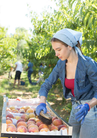 Woman brushing harvested peaches in orchardの写真素材