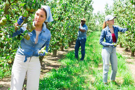 Asian female gardener during harvesting of pears at gardenの写真素材