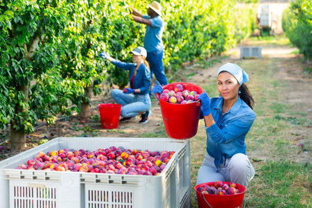 Asian woman gardener bulking plums into the crate