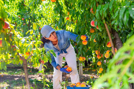 Asian farm workwoman harvesting ripe peaches in gardenの写真素材
