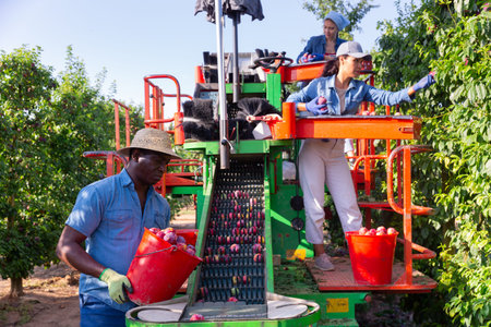 Multinational team of farmers working on modern harvesting platform in orchard, picking plums