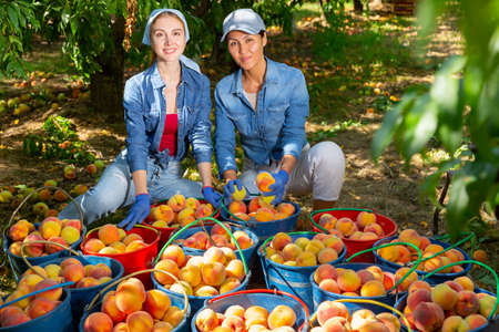 Women and buckets of peachesの写真素材