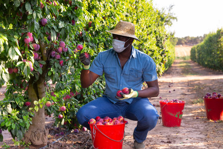 Hired worker in protective mask harvesting ripe plums on farmer field