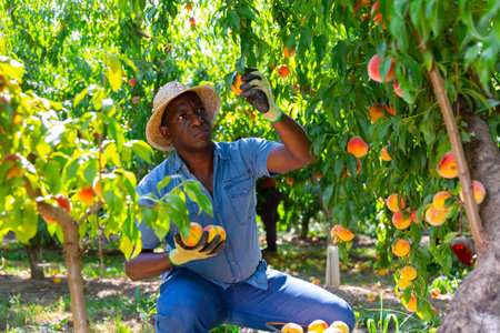 African american owner of orchard harvesting ripe peachesの写真素材