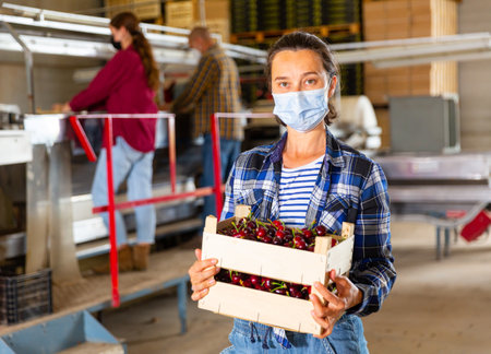 Woman in protective mask carrying crate with sweet cherries at farm warehouseの写真素材