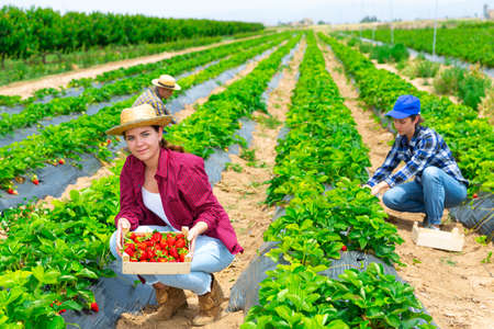 Woman farmer gardening on plantation, harvesting strawberryの写真素材