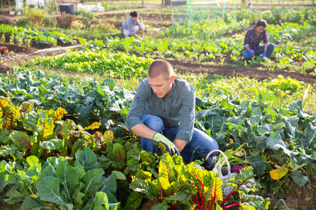 Man checking harvest of beet in home vegetable garden