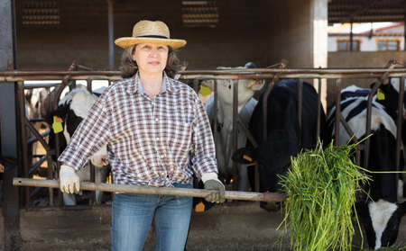 Farm worker feeding fresh grass to cows in barnの写真素材