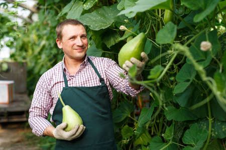 Farmer harvesting fresh zucchiniの写真素材
