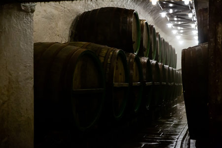 Rows of wooden barrels in beer brewhouse