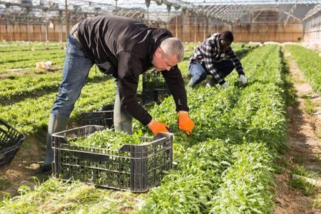 Mature man gardener picking harvest of arugula to crate