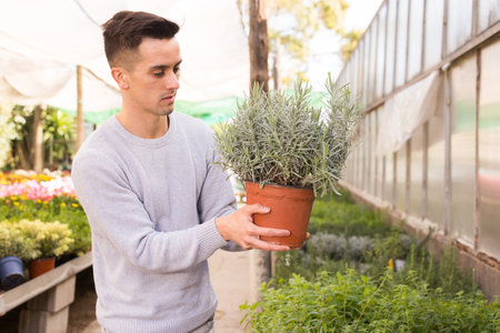 Gardener growing potted lavenderの写真素材