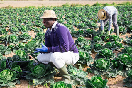 Farmer harvesting cabbage on farm
