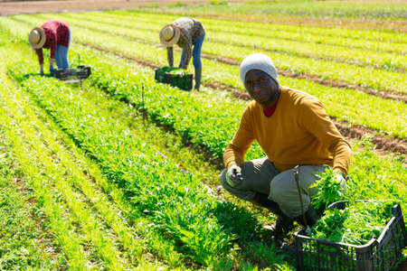 Focused male farmer picking arugula leaf greensの写真素材
