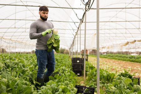 Young farmer harvesting Swiss chard in hothouse