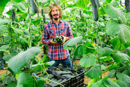brunet adult italian man picking cucumbers in his greenhouseの写真素材