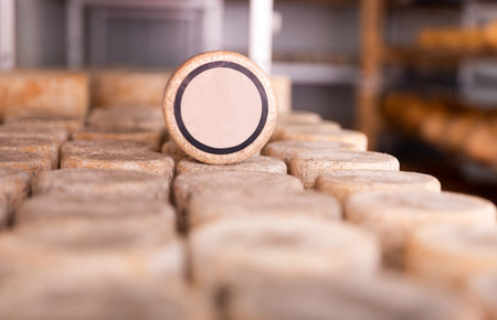 Matured cheese wheels on shelves in cheese dairy