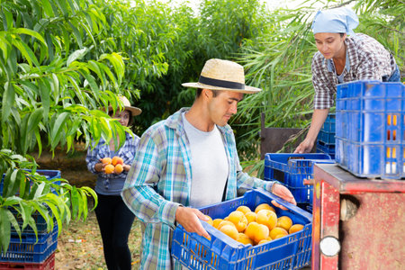 Farmers team puts boxes of peaches on tractor platform