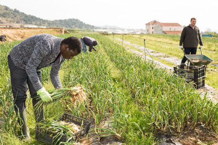 Portrait of man gardener picking harvest of onion