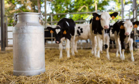 Aluminium milk churn on hay in outdoor stall with calvesの写真素材