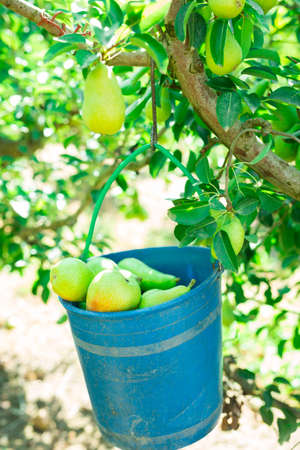 Bucket of pears hanging from treesの写真素材