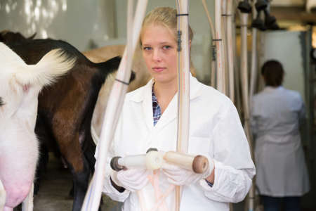 Farmer woman milking a goats with an automatic milk machineの写真素材