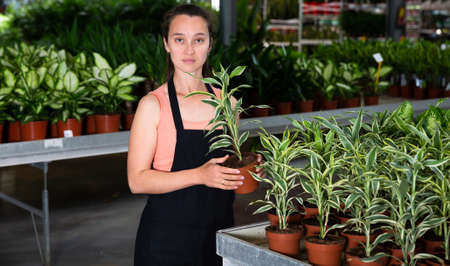 Young female gardener in apron holding dracaena fragrans-lemon in potの写真素材