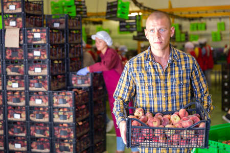 Portrait of man working on sorting line at fruit warehouse, stacking boxes with selected peachesの写真素材