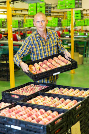 Man holding box of peachesの写真素材