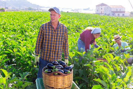 Three hardworking farmers harvest ripe eggplantsの写真素材