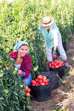 Hardworking farmers harvest ripe tomatoes, putting them in bucketsの写真素材