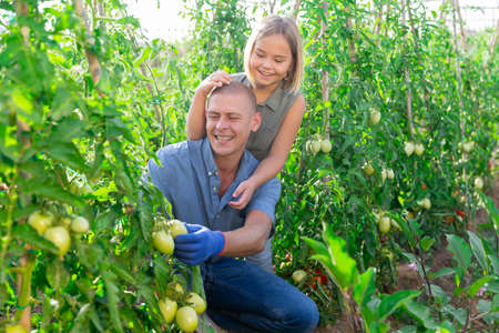 Teenage daughter helps father look after tomato sprouts in gardenの写真素材