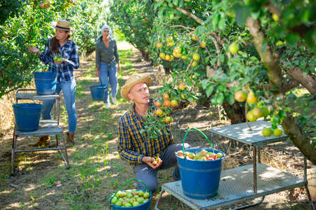 Man farmer harvesting ripe pears from tree in gardenの写真素材