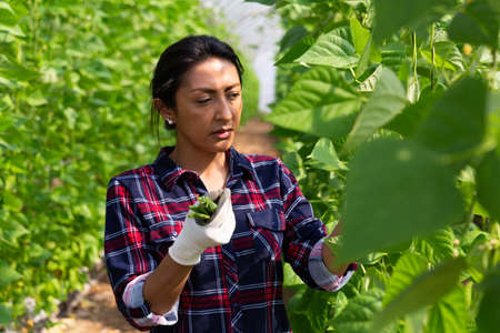 Female latino farmer harvests beans in a greenhouseの写真素材