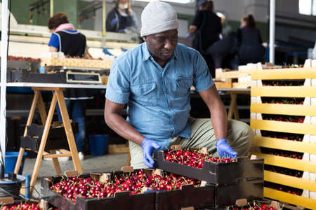 Man working in cherry warehouseの写真素材