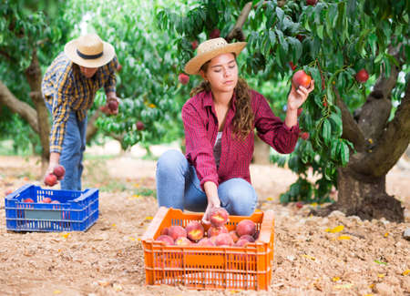 Adult man and young woman picking peachesの写真素材