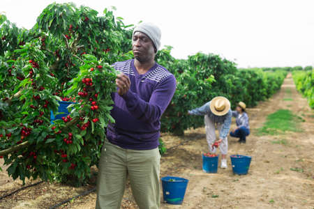 People picking cherryの写真素材