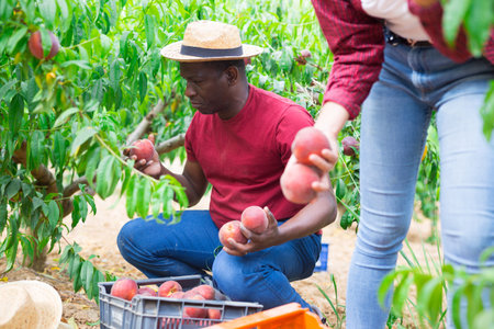 Successful male owner of orchard gathering harvest of ripe peaches on day