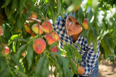 Woman gardener in kerchief during harvesting of peaches in gardenの写真素材