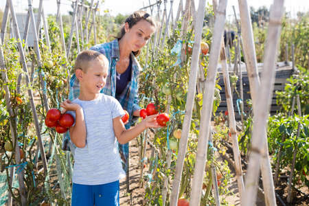 Woman with son harvesting tomatoesの写真素材