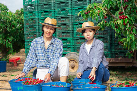Women are sitting beside the buckets of cherriesの写真素材