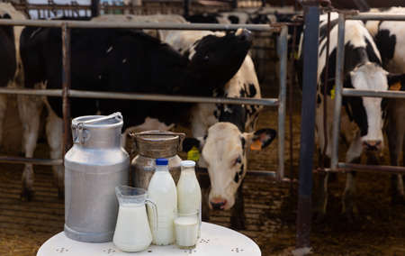 Milk, dairy products on table in cowshedの写真素材