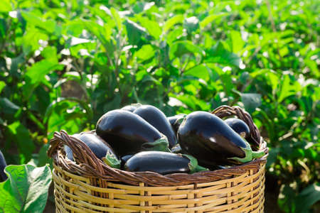 Image of the collected ripe eggplants in a large wicker basketの写真素材